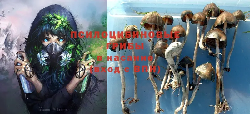 Галлюциногенные грибы Psilocybine cubensis  Кущёвская 